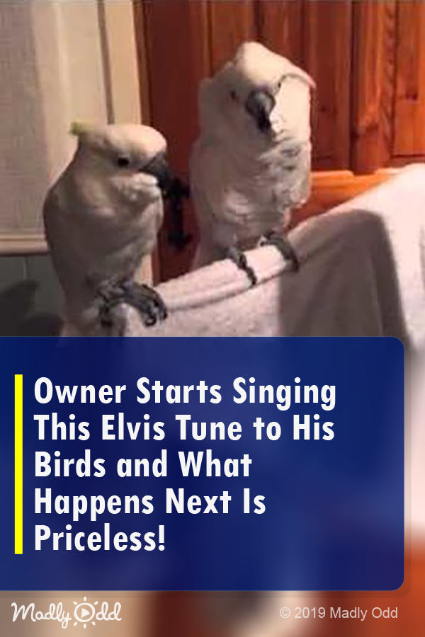 Owner Starts Singing This Elvis Tune to His Birds and What Happens Next Is Priceless!