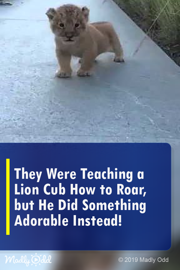 They Were Teaching A Lion Cub How To Roar, But He Did Something Adorable Instead!
