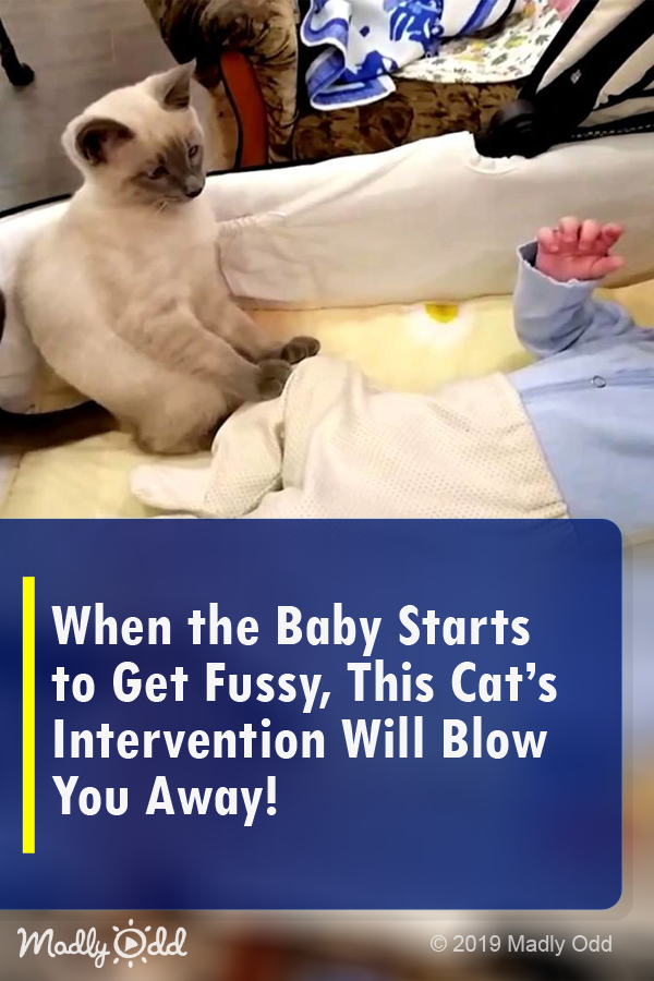 When the Baby Starts to Get Fussy, This Cat’s Intervention Will Blow You Away!