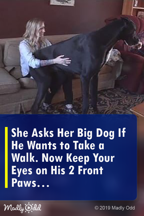 She Asks Her Big Dog if He Wants to Take a Walk. Now Keep Your Eyes on His 2 Front Paws...