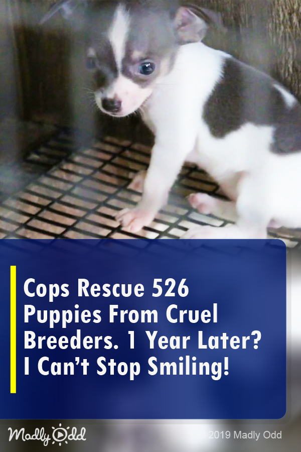 Cops Rescue 526 Puppies from Cruel Breeders. 1 Year Later? I Can’t Stop Smiling!