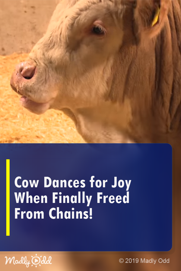 Cow Dances for Joy When Finally Freed from Chains