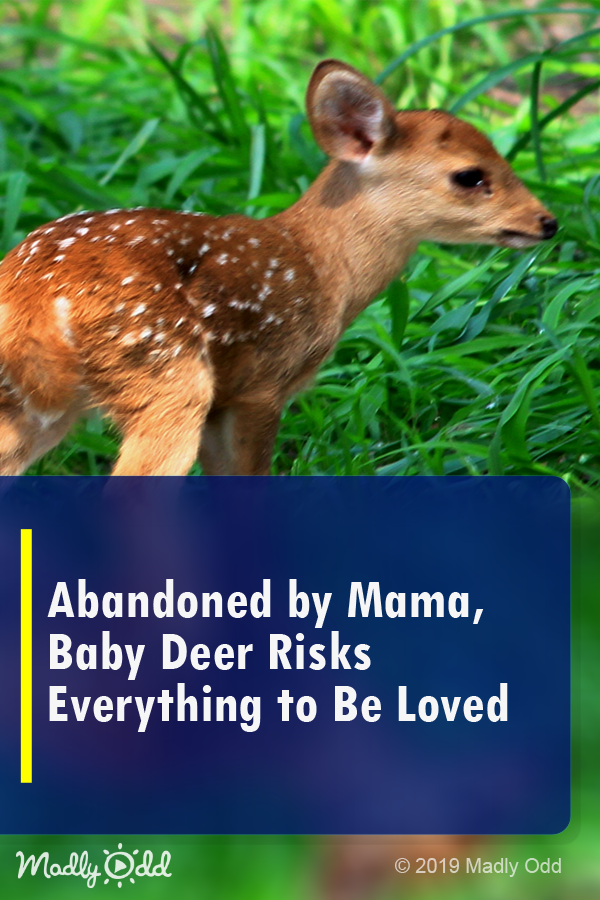 Abandoned by Mama, Baby Deer Risks Everything to Be Loved