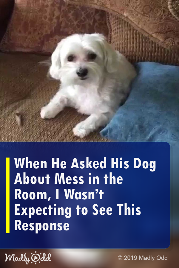 When He Asked His Dog About  The Mess in The Room, I Wasn’t Expecting to See This Response