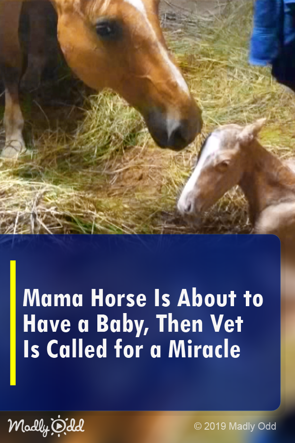 Mama Horse Is About to Have a Baby, Then Vet Is Called for A Miracle