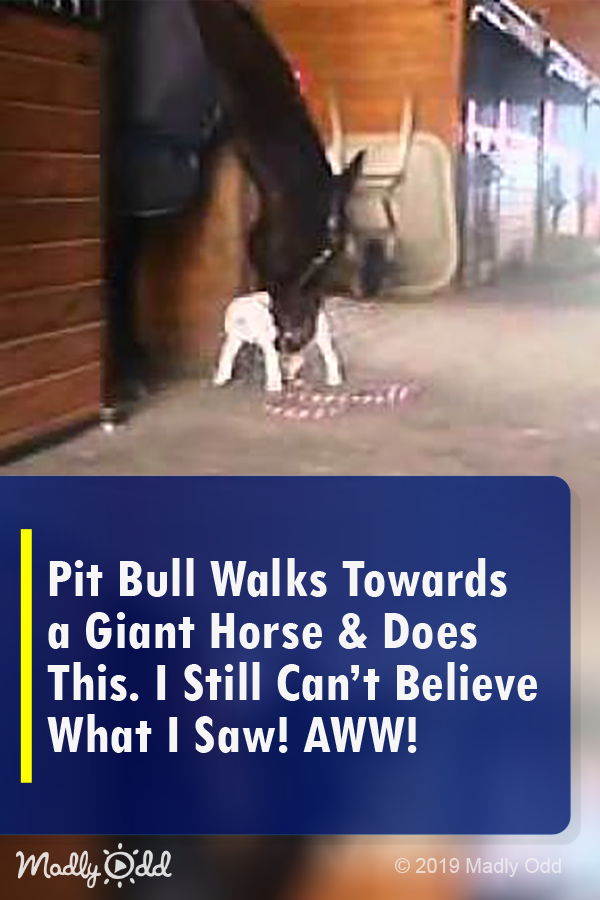 Pit Bull Walks Towards a Giant Horse & Does This. I Still Can’t Believe What I Saw! AWW!