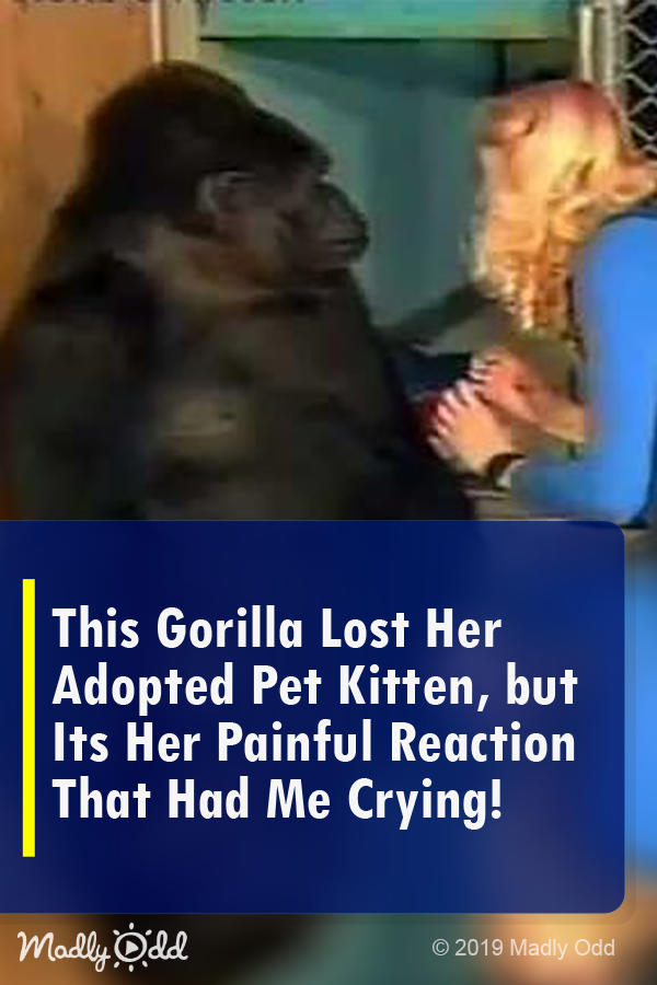 This Gorilla Lost Her Adopted Pet Kitten, But It\'s Her Painful Reaction that Had Me Crying!