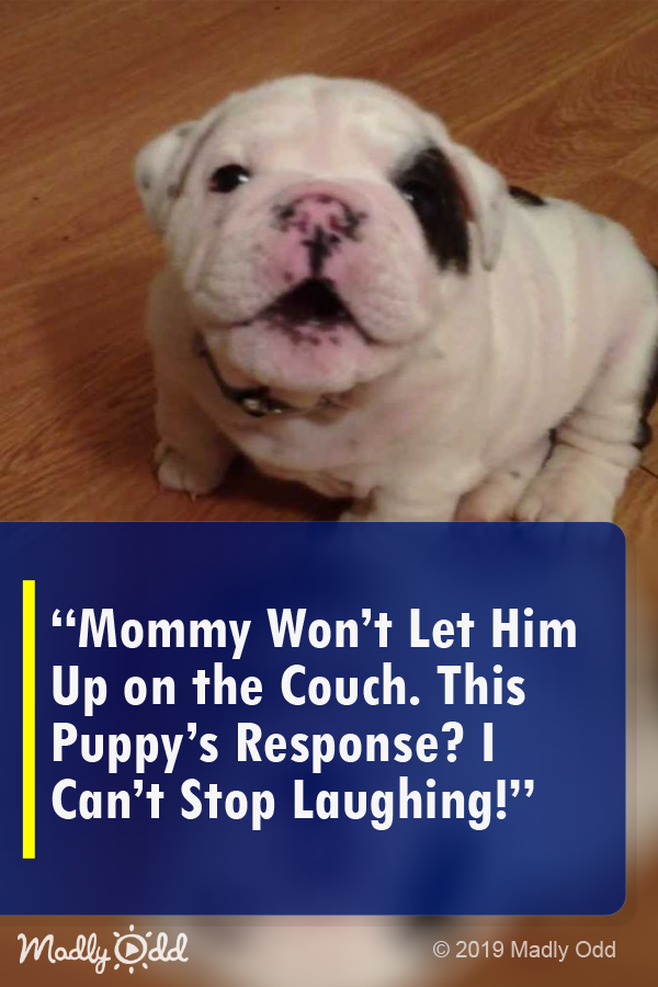 Mommy Won\'t Let Him Up On The Couch. This Puppy\'s Response? I Can\'t Stop Laughing!
