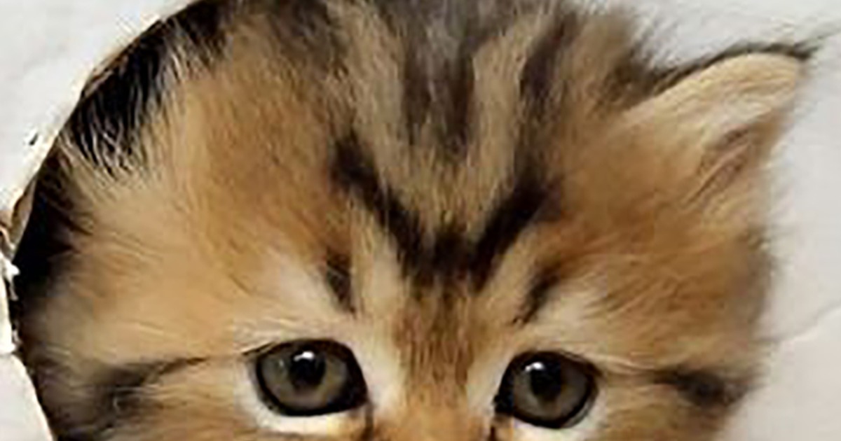 Warning: Contents Contain Extreme Cuteness Overload