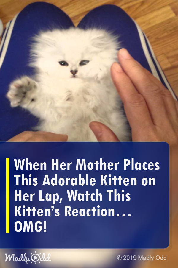 When Her Mother Places This Adorable Kitten on Her Lap, Watch This Kitten\'s Reaction... OMG!