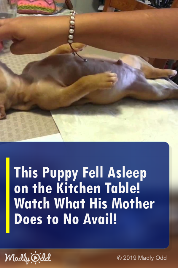 This Puppy Fell Asleep on The Kitchen Table! Watch What His Mother Does to No Avail!