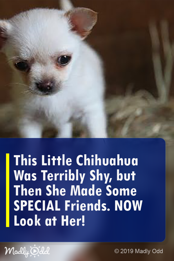 This Little Chihuahua Was Terribly Shy, But Then She Made Some SPECIAL Friends. NOW Look at Her!