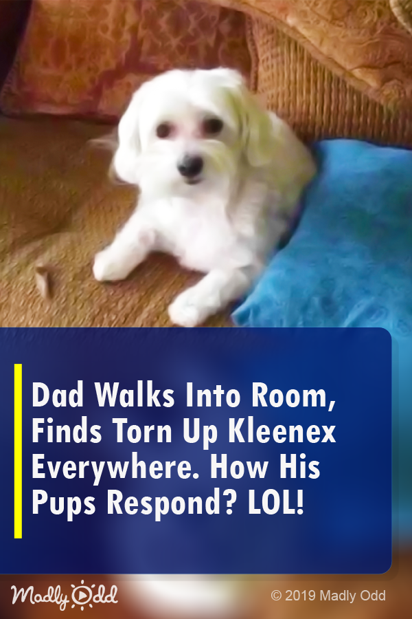 Dad Walks Into Room, Finds Torn up Kleenex Everywhere. how His Pups Respond? LOL!