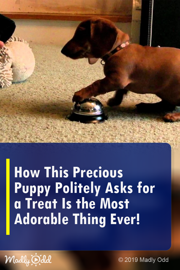 How This Precious Puppy Politely Asks For A Treat Is The Most Adorable Thing Ever!