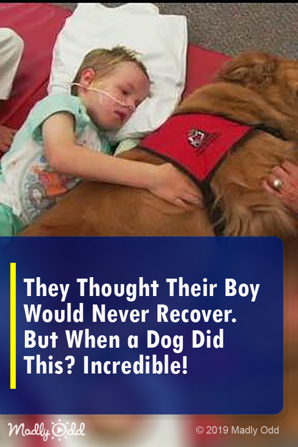 They Thought Their Boy Would Never Recover. But When a Dog Did This? Incredible!