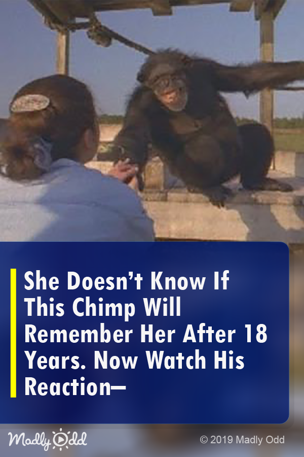She Doesn’t Know if This Chimp Will Remember Her After 18 Years. Now Watch His Reaction…