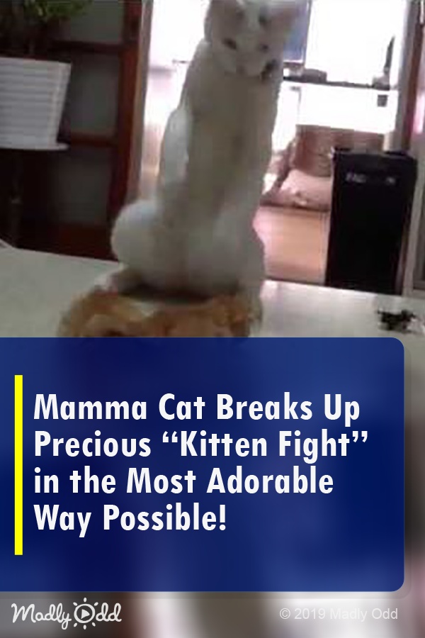 Mamma Cat Breaks up Precious \'Kitten Fight\' in The Most Adorable Way Possible!