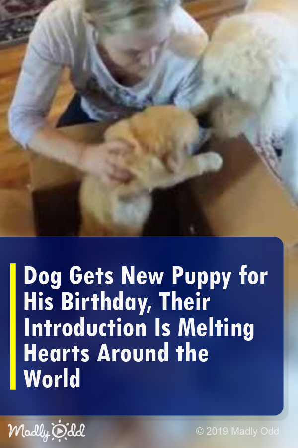Dog Gets New Puppy for His Birthday, Their Introduction Is Melting Hearts Around the World