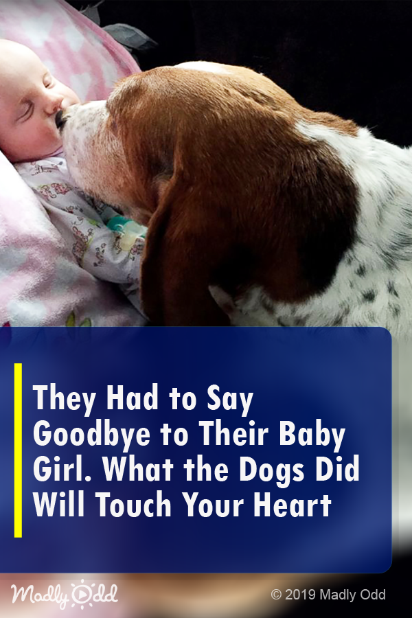 They Had To Say Goodbye To Their Baby Girl. What The Dogs Did Will Touch Your Heart