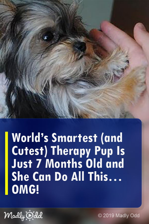World\'s Smartest (and Cutest) Therapy Pup Is Just 7 Months Old and She Can Do All This... OMG!