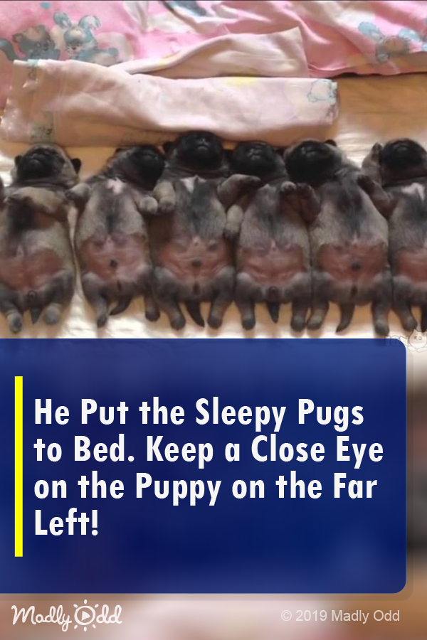He Put the Sleepy Pugs to Bed. Keep a Close Eye on The Puppy on The Far Left!