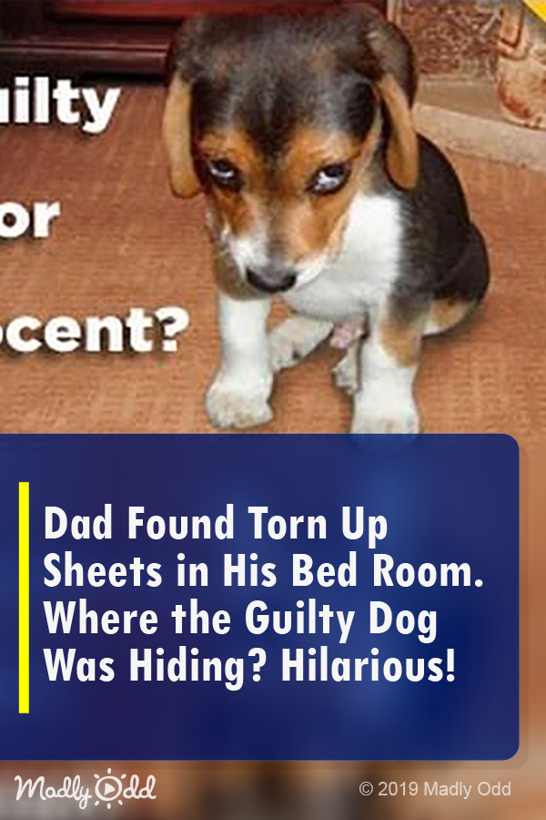 Dad Found Torn Up Sheets In His Bed Room. Where The Guilty Dog Was Hiding? Hilarious!