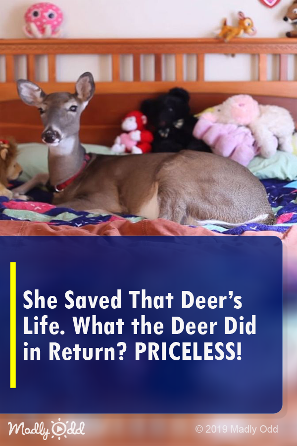 She Saved That Deer’s Life. What The Deer Did In Return? PRICELESS!