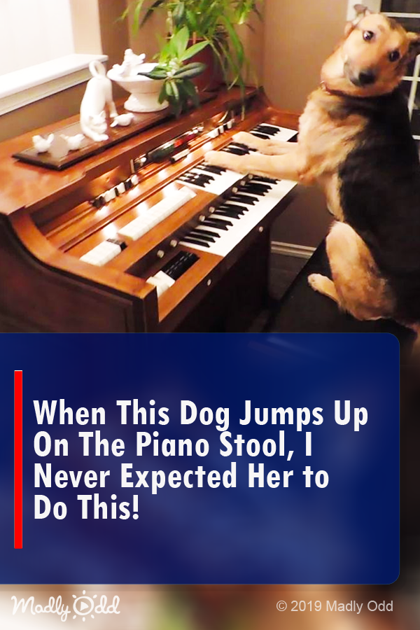 When This Dog Jumps Up On the Piano Stool, I Never Expected Her to Do This!