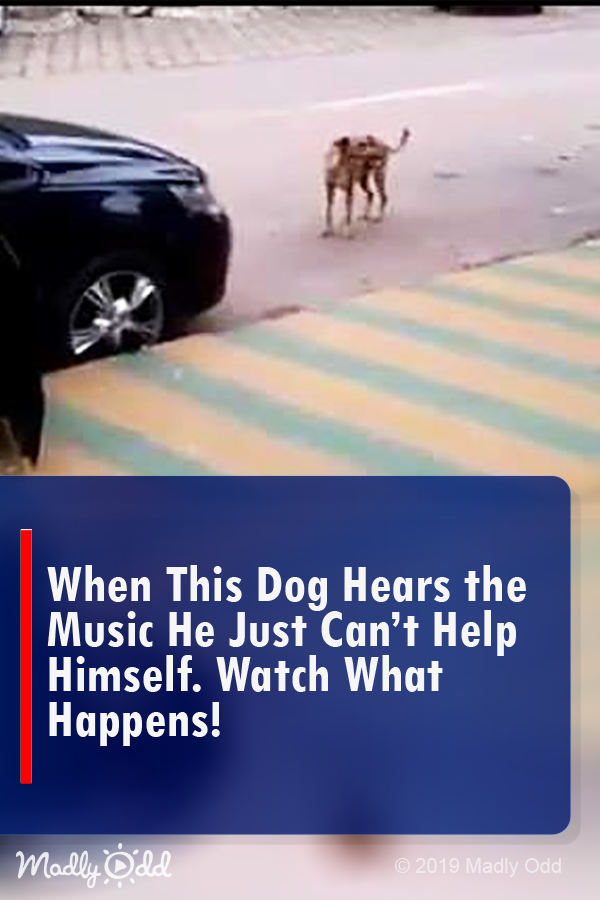 When This Dog Hears the Music He Just Can’t Help Himself. Watch What Happens!