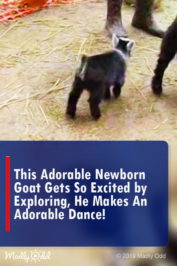 This Adorable Newborn Goat Gets So Excited by Exploring, He Makes an Adorable Dance!