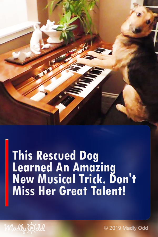 This Rescued Dog Learned an Amazing New Musical Trick. Don’t Miss Her Great Talent!