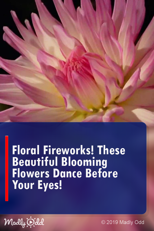 Floral Fireworks! These Beautiful Blooming Flowers Dance Before Your Eyes