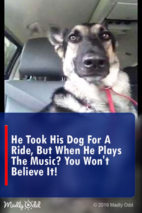 He Took His Dog for A Ride, But When He Plays the Music? You Won’t Believe It!