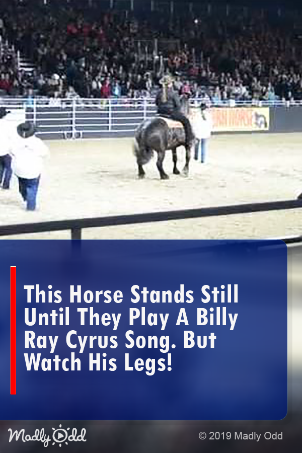 This Horse Stands Still, Until They Play A Billy Ray Cyrus Song. But Watch His Legs!