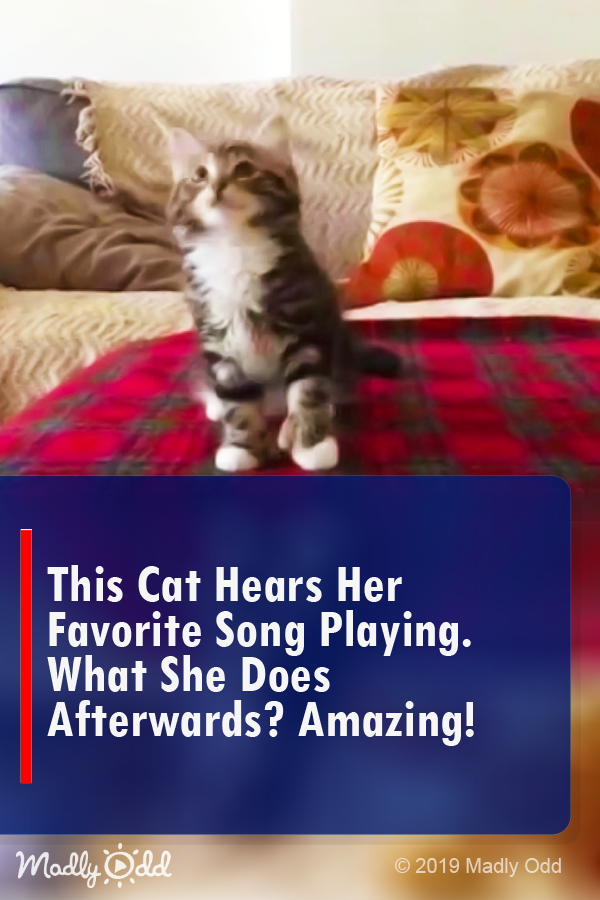 This cat hears her favorite song playing. What she does afterwards? Amazing!