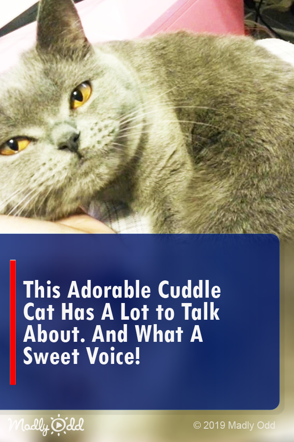 This Adorable Cuddle Cat Has a Lot to Talk About. and What a Sweet Voice!