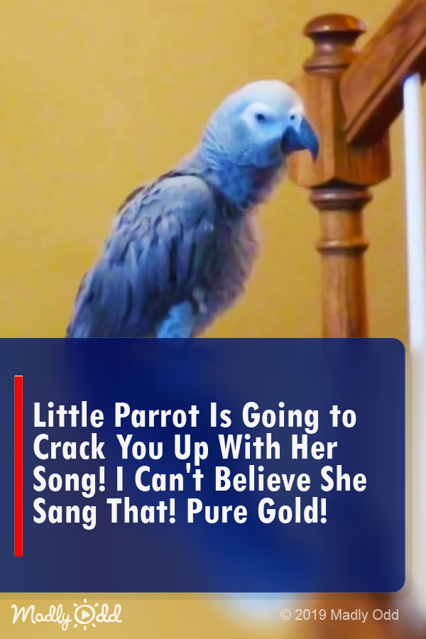 Little Parrot Is Going to Crack You Up With Her Song! I Can’t Believe She Sang That! Pure Gold!