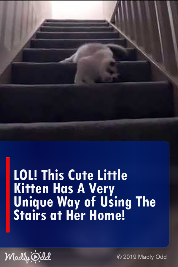 LOL! This Cute Little Kitten Has a Very Unique Way of Using the Stairs