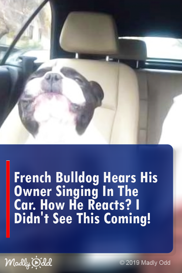 French Bulldog Hears His Owner Singing in The Car. how He Reacts? I Didn’t See This Coming!