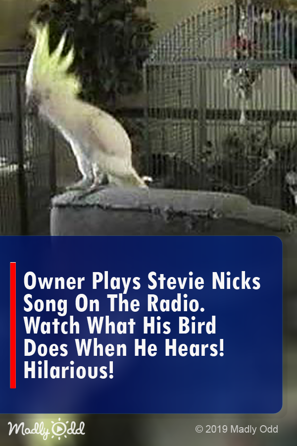 Owner Plays Stevie Nicks Song On The Radio. Watch What His Bird Does When He Hears! HILARIOUS!