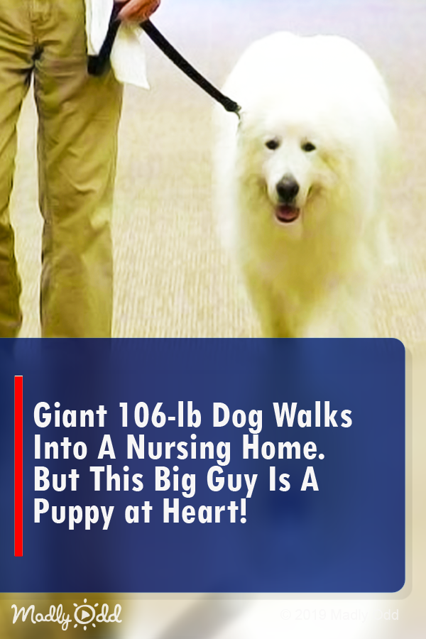 Giant 106-Lb Dog Walks Into a Nursing Home. But This Big Guy is a Puppy at Heart!