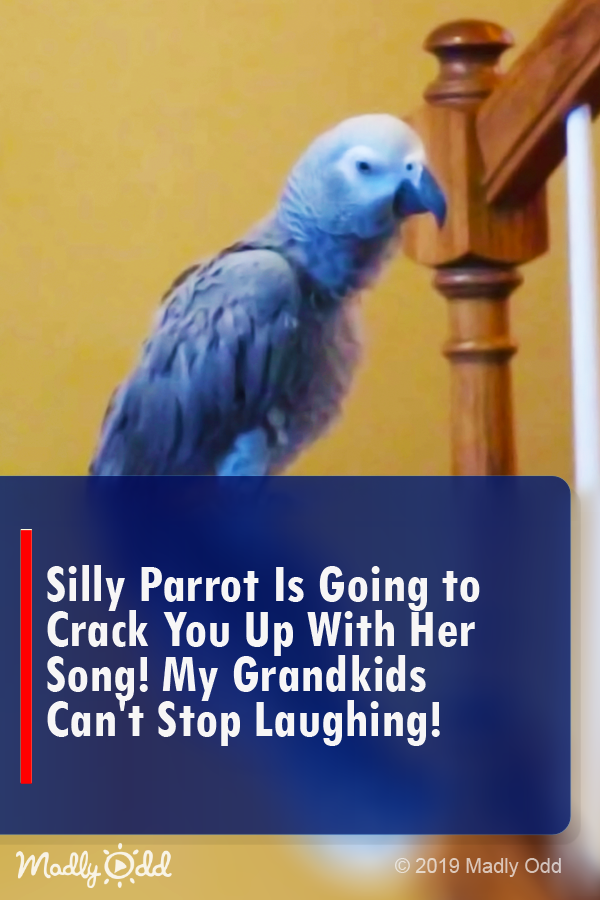 Silly Parrot Is Going to Crack You Up With Her Song! My Grandkids Can’t Stop Laughing!