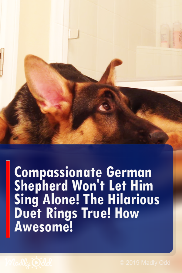 Compassionate German Shepherd won’t let him sing alone! The hilarious duet rings true! How awesome!