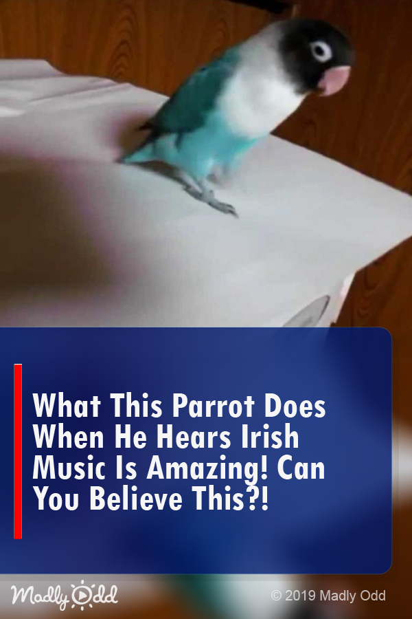 What This Parrot Does When He Hears Irish Music Is AMAZING! Can You Believe THIS?!