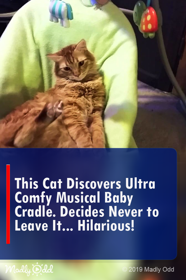 This Cat Discovers Ultra Comfy Musical Baby Cradle. Decides Never To Leave It... HILARIOUS!