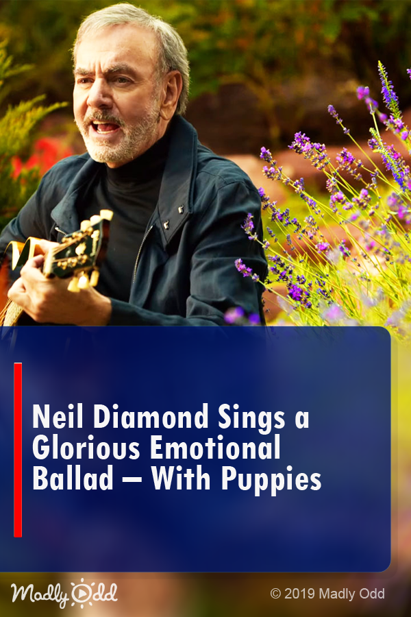 Neil Diamond Sings a Glorious Emotional Ballad – With Puppies