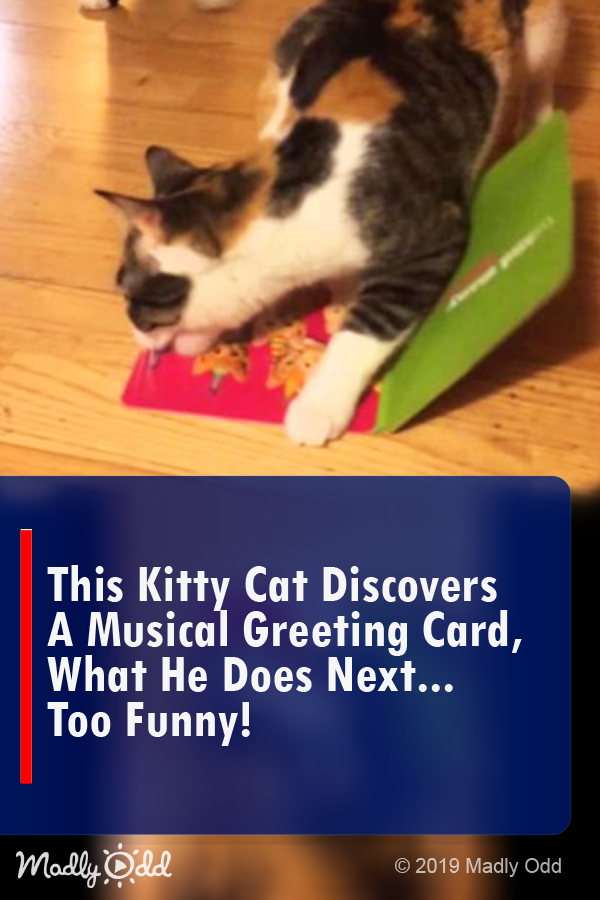 This Kitty Cat Discovers A Musical Greeting Card, What He Does NEXT... TOO FUNNY!