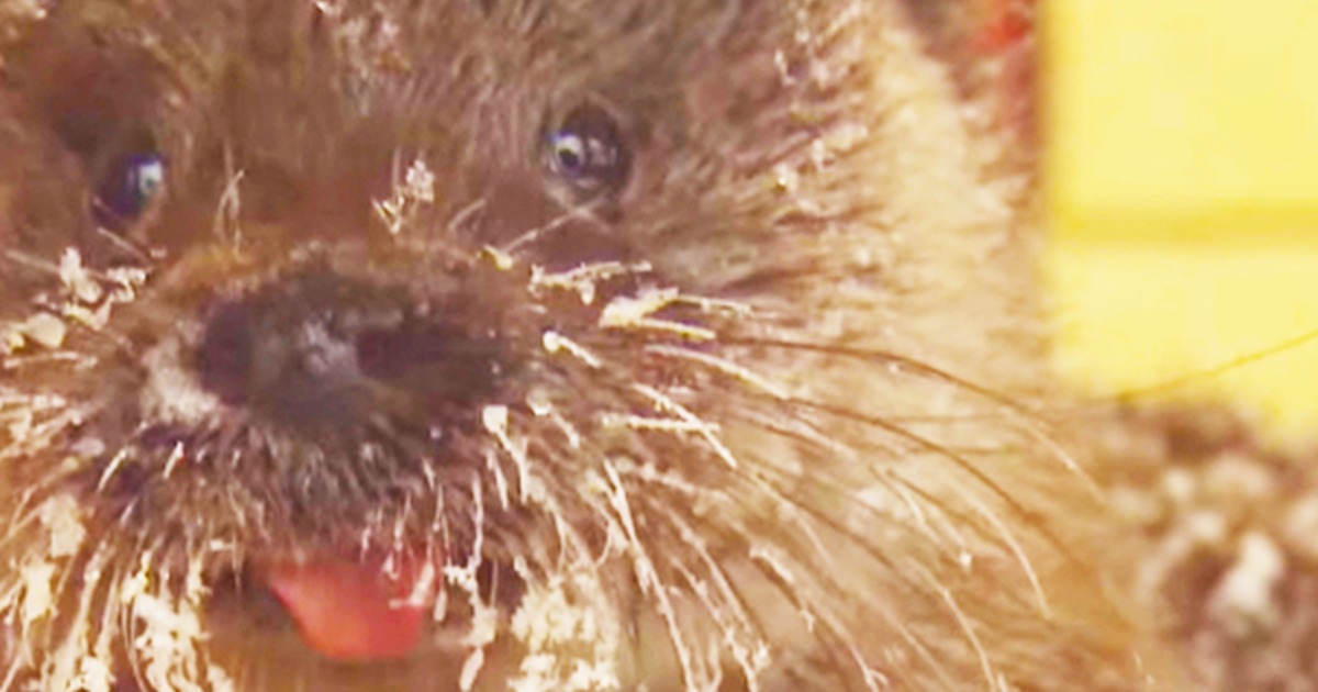 A close-up of a wet otter with a caption about an old man waiting for his friend.