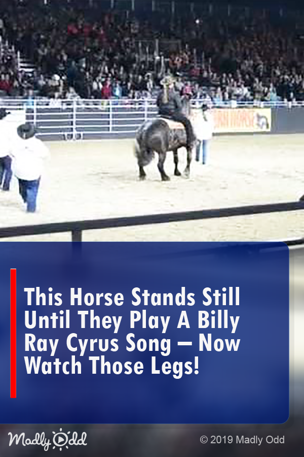 This Horse Stands Still Until They Play a Billy Ray Cyrus Song… Now Watch Those Legs!