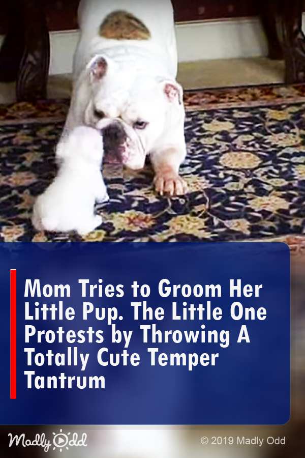Mom Tries To Groom Her Little Pup. The Little One Protests By Throwing A Totally Cute Temper Tantrum